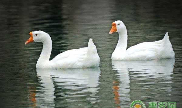 鹅主要寄生虫病和防治方法