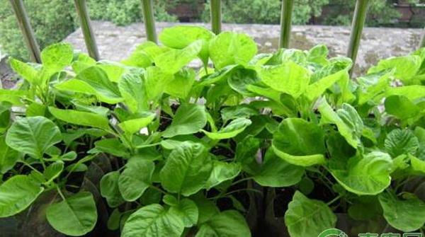 阳台苋菜种植