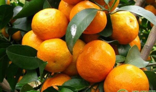 砂糖橘树最适宜灌水量
