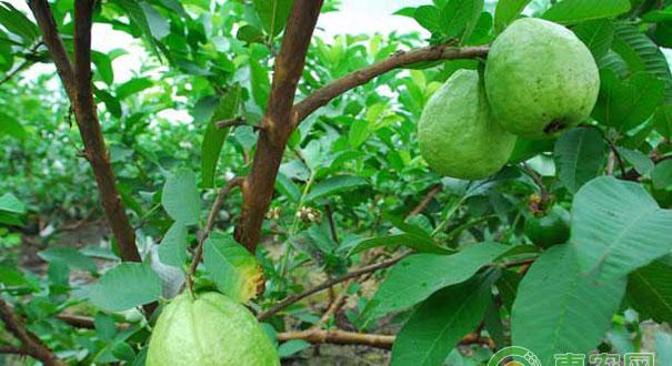 番石榴种植技术要点