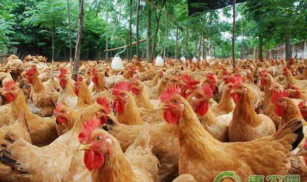 肉鸡育成期的饲养管理技术介绍