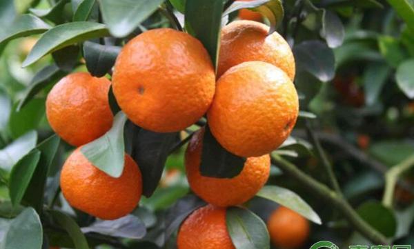 砂糖橘树灌水量