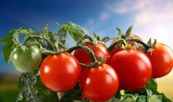 番茄根结线的治愈方法