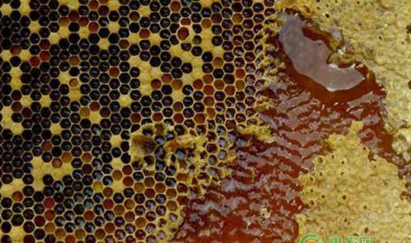 流蜜期怎么管理？流蜜期采蜜群的科学管理方法！