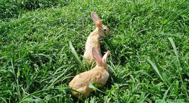 秋季是养兔配种的好时期