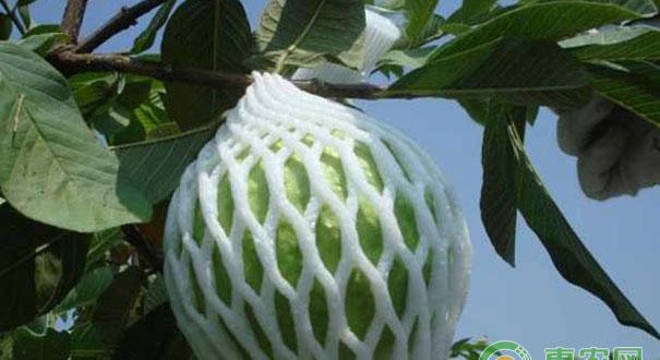 番石榴种植技巧