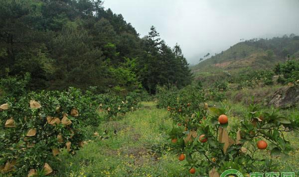 血橙种植技术：塔罗科血橙高产栽培管理技术