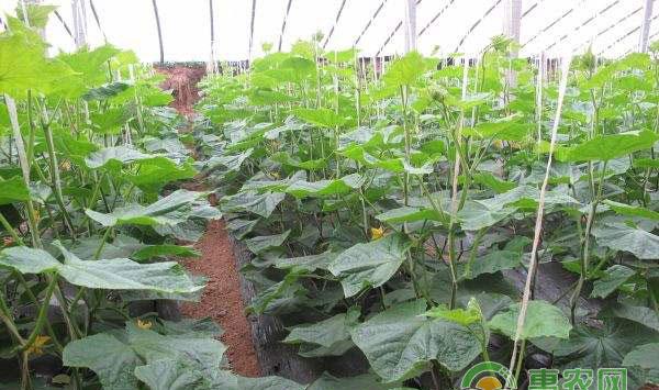 黄瓜种植地膜如何选择?