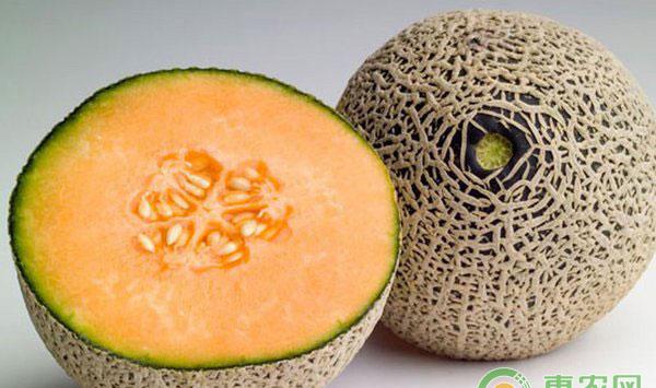 哈密瓜细菌性角斑病