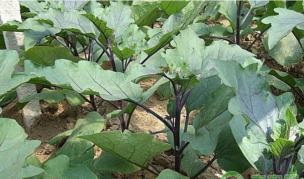 茄子菌核病的发病症状及防治措施