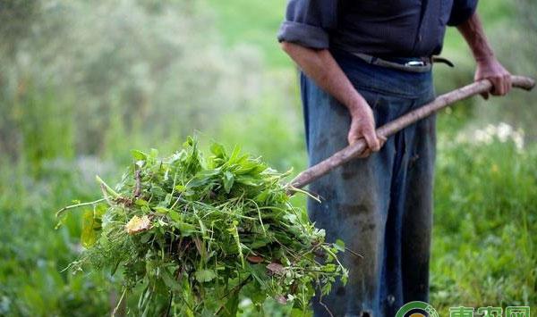 除草剂怎么用?夏季除草剂使用注意事项