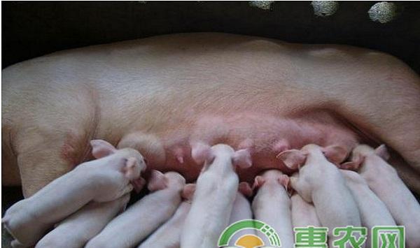 养猪技术：产房母猪生产流程及注意事项