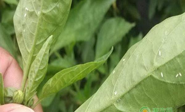 七招教您搞定害虫白粉虱