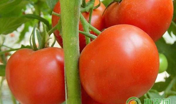 让西红柿快速膨果的技巧