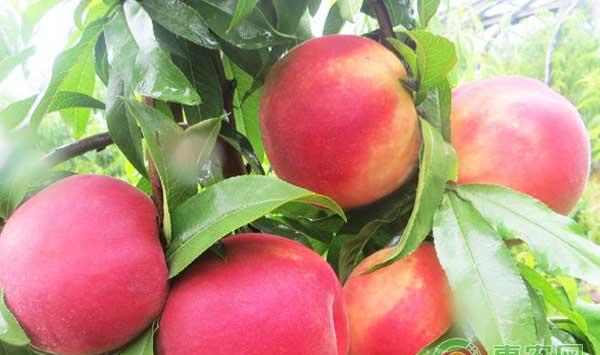 果园喷药存在的六大误区！看看你中招没？