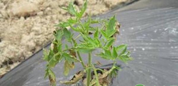 蔬菜缺素症症状