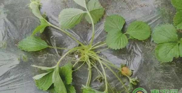 草莓定植后要重点防治金龟子及其幼虫