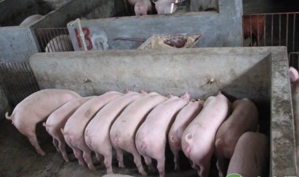 母猪常见病防控