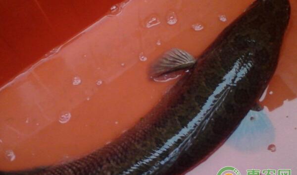 黑鱼养殖技术及注意事项