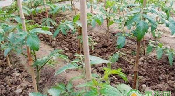 秋延西红柿定植后有哪些管理要点？秋延西红柿定植后管理技术