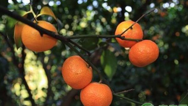 砂糖橘树叶面施肥