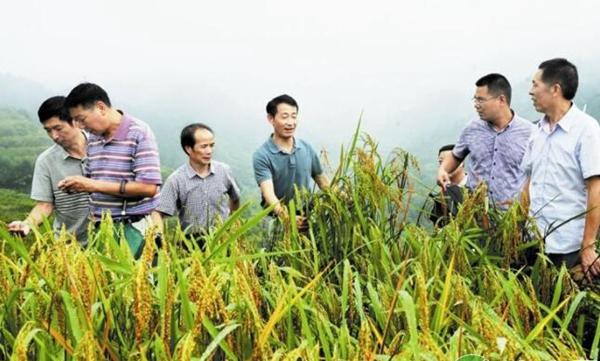 油茶林下套种山稻效益分析