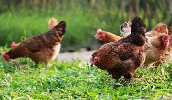 零成本养鸡技术