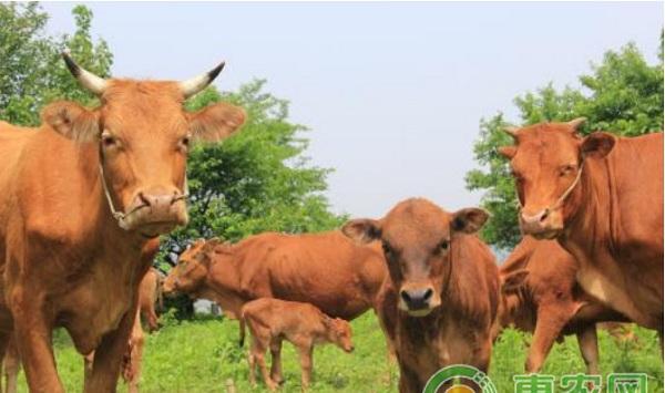 肉牛中暑怎么办？肉牛中暑的病因及防治措施