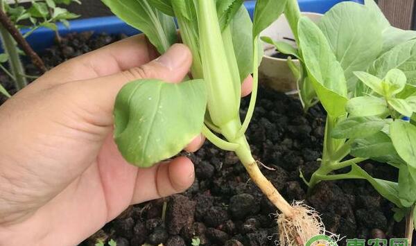 鱼菜共生系统如何在种植床上种植蔬菜