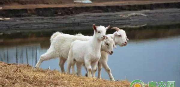 羊外科创伤如何处理？治疗羊外科创伤的方法