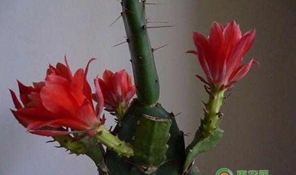 花草繁殖有哪些方法？花草繁殖技巧