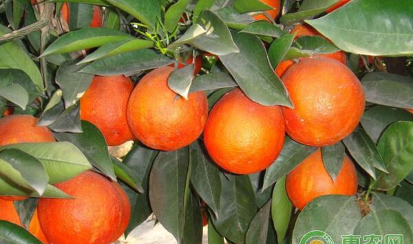 血橙种植技术：塔罗科血橙高产栽培管理技术