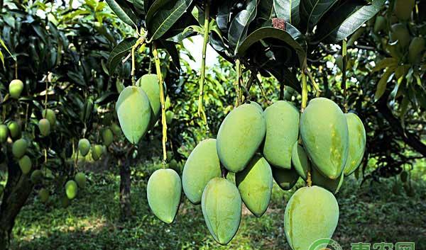 影响芒果授粉的因素有哪些？有哪些应对措施？