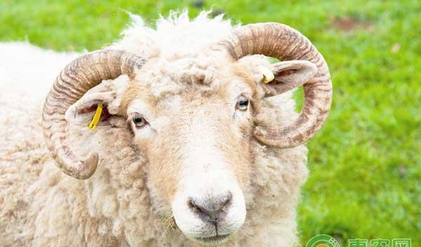 抗生素可用来治疗哪些牛羊细菌性疾病？