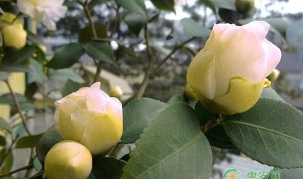 茶花盆栽种植技巧