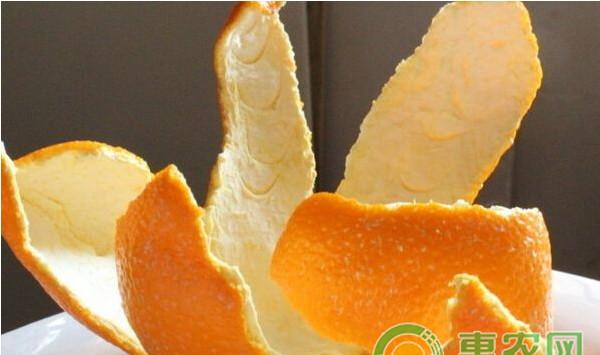 养猪巧用柑桔皮，桔子皮喂猪具体有哪些好处？