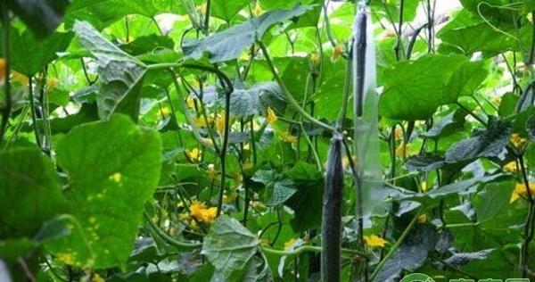 大棚温室黄瓜种植技术与管理要点
