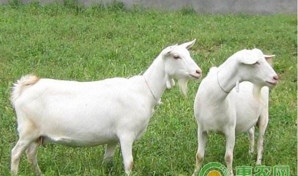 秋季养羊应该多注意什么？秋季养羊的常见误区及应对措施介绍