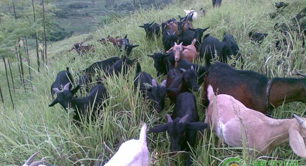 秋季羊配种管理的关键