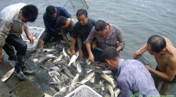 常用鱼病防治技术