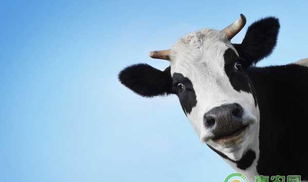 牛误食铁丝、铁钉等金属了怎么办？