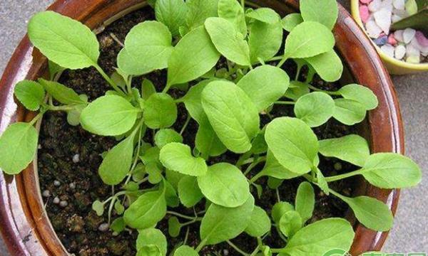 阳台小白菜种植