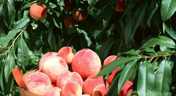 秋季桃树施基肥的时间