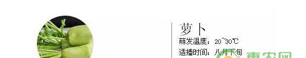 萝卜