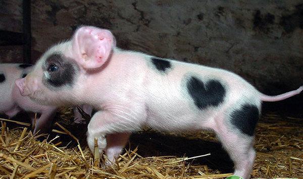 如何巧用麸皮解决猪场问题