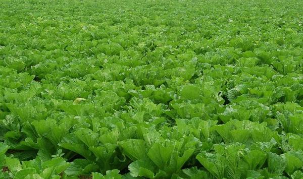 防治蔬菜（番茄、辣椒、黄瓜等）病毒病的关键点