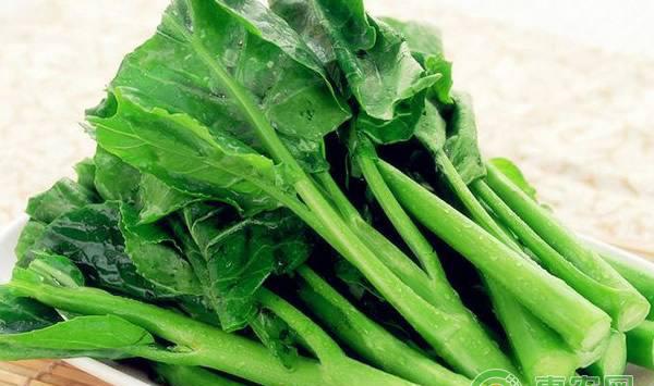 紫菜薹怎么种植？