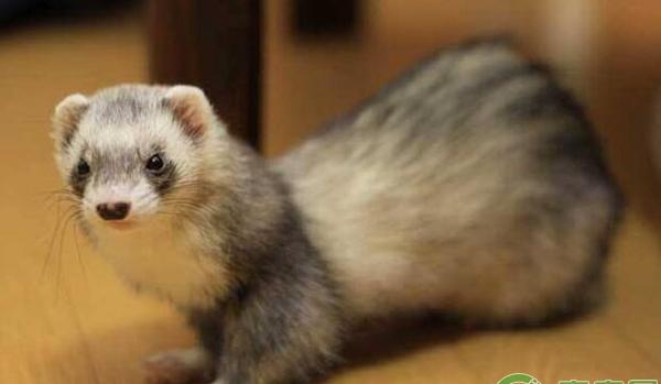 水貂养殖技术要点