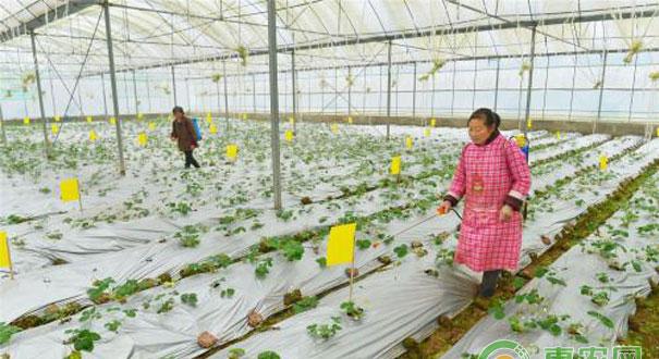 草莓秋季定植注意事项