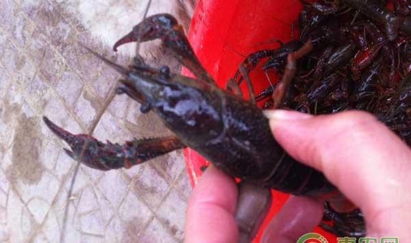 小龙虾放苗淹洞需要注意哪些问题？